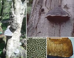 Attēlu rezultāti vaicājumam “Lycogala confusum young”