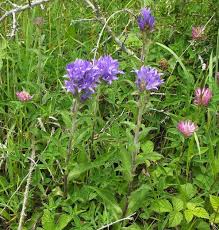 Attēlu rezultāti vaicājumam “Campanula glomerata leaf”