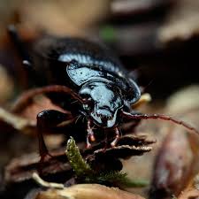 Attēlu rezultāti vaicājumam “Nebria brevicollis”