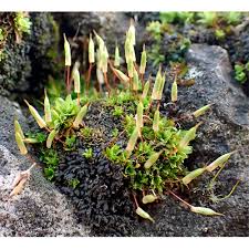 Attēlu rezultāti vaicājumam “Pottiales”