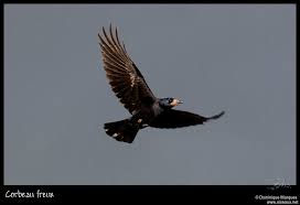 Attēlu rezultāti vaicājumam “Corvus frugilegus adult”