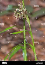 Attēlu rezultāti vaicājumam “Luzula luzuloides leaf”