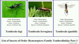Attēlu rezultāti vaicājumam “Tenthredo campestris”