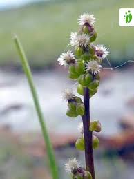 Attēlu rezultāti vaicājumam “Triglochin palustre fruit”