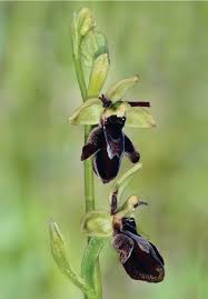 Attēlu rezultāti vaicājumam “Ophrys insectifera flower”