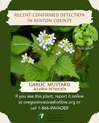 Image result for Alliaria petiolata