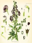 File:<b>Aconitum</b> napellus (Köhler).jpg - Wikimedia Commons