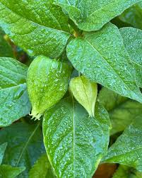 Attēlu rezultāti vaicājumam “Physalis alkekengi leaf”