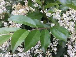 Attēlu rezultāti vaicājumam “Ligustrum vulgare”