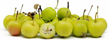 Attēlu rezultāti vaicājumam “Malus”