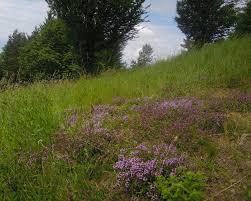Attēlu rezultāti vaicājumam “Thymus pulegioides fruit”