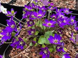 Attēlu rezultāti vaicājumam “Hepatica nobilis”