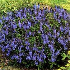 Attēlu rezultāti vaicājumam “Veronica austriaca subsp. teucrium leaf”