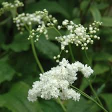 Attēlu rezultāti vaicājumam “Filipendula vulgaris bud”