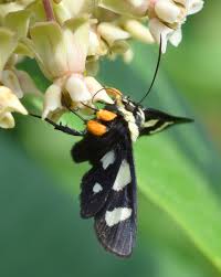 Attēlu rezultāti vaicājumam “Octospora splachnophila”