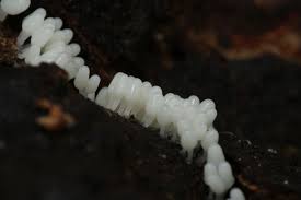 Attēlu rezultāti vaicājumam “Arcyria affinis young”