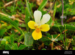Attēlu rezultāti vaicājumam “Viola tricolor subsp. curtisii flower”