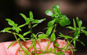 Attēlu rezultāti vaicājumam “Callitrichaceae”