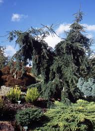 Attēlu rezultāti vaicājumam “Pseudotsuga menziesii var. glauca”