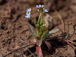 Attēlu rezultāti vaicājumam “Myosotis laxa subsp. baltica”