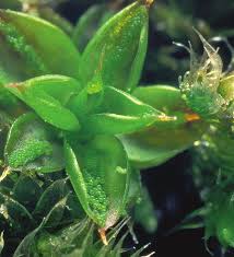 Attēlu rezultāti vaicājumam “Syntrichia papillosa”