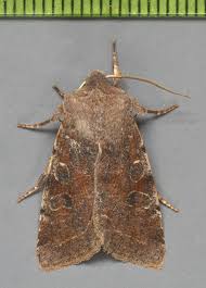 Attēlu rezultāti vaicājumam “Orthosia munda”