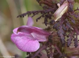Attēlu rezultāti vaicājumam “Pedicularis palustris flower”