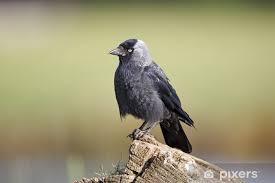 Attēlu rezultāti vaicājumam “Corvus monedula”