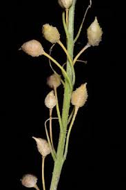 Attēlu rezultāti vaicājumam “Bunias orientalis bud”