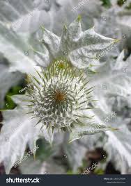 Image result for Silberdistel