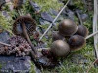 Attēlu rezultāti vaicājumam “Mycena stipata”