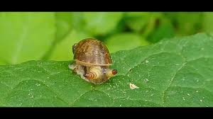 Attēlu rezultāti vaicājumam “Leucochloridium paradoxum”