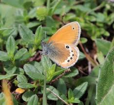 Attēlu rezultāti vaicājumam “Coenonympha glycerion underside”