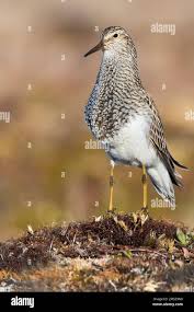 Image result for Calidris melanotos