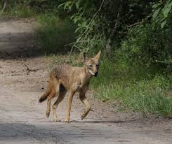 Image result for Hartlepool Coyotes