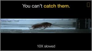 Image result for ゴキブリ報告所