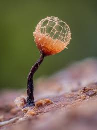 Attēlu rezultāti vaicājumam “Collaria arcyrionema young”