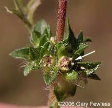 Attēlu rezultāti vaicājumam “Ambrosia artemisiifolia bud”