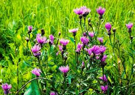 Attēlu rezultāti vaicājumam “Centaurea stoebe flower”