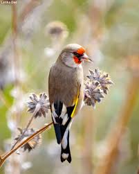 Attēlu rezultāti vaicājumam “Carduelis carduelis”