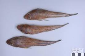 Image result for Platycephalus richardsoni