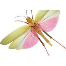 Attēlu rezultāti vaicājumam “Orthoptera”