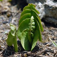 Attēlu rezultāti vaicājumam “Botrychium lunaria”
