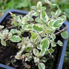 Image result for Origanum vulgare