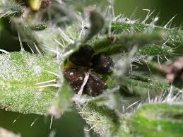 Attēlu rezultāti vaicājumam “Echium vulgare bud”