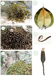 Attēlu rezultāti vaicājumam “Brachythecium campestre”