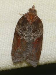 Attēlu rezultāti vaicājumam “Acleris bergmanniana”