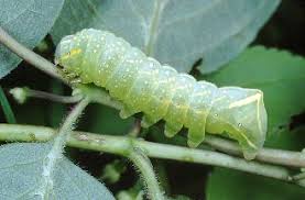 Attēlu rezultāti vaicājumam “Amphipyra perflua”