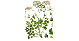 Image result for Pimpinella saxifraga