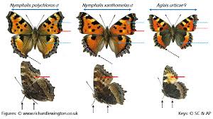 Attēlu rezultāti vaicājumam “Nymphalis xanthomelas upperside”